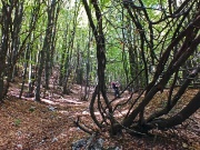 41 bello il bosco!